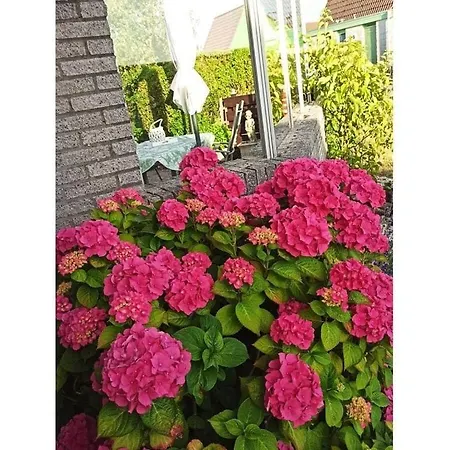 Bungalow Starfish In Park Strandslag